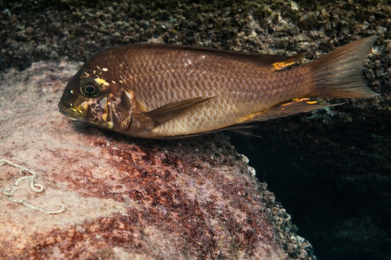 Petrochromis ephippium 'Isanga Bay'